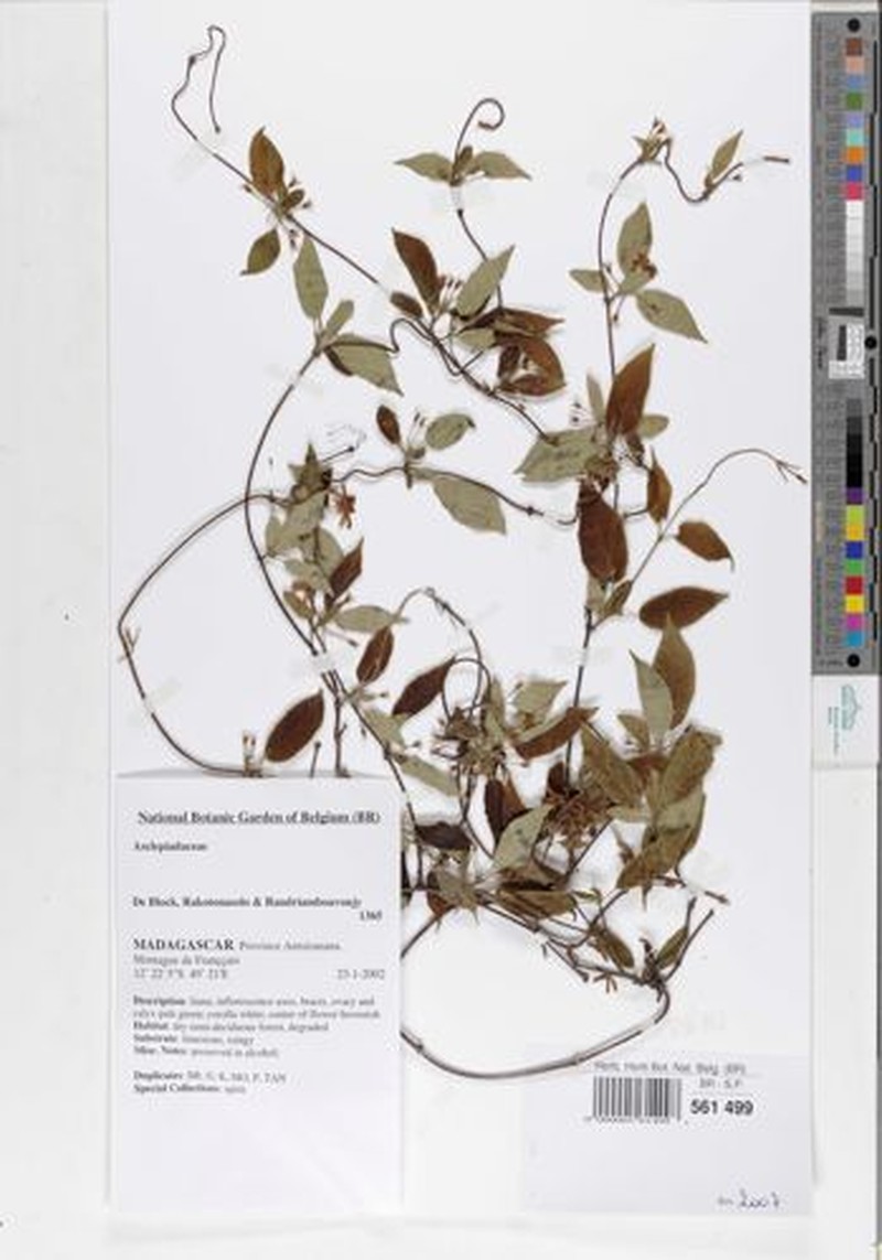 Pentopetia suarezensis photo 3