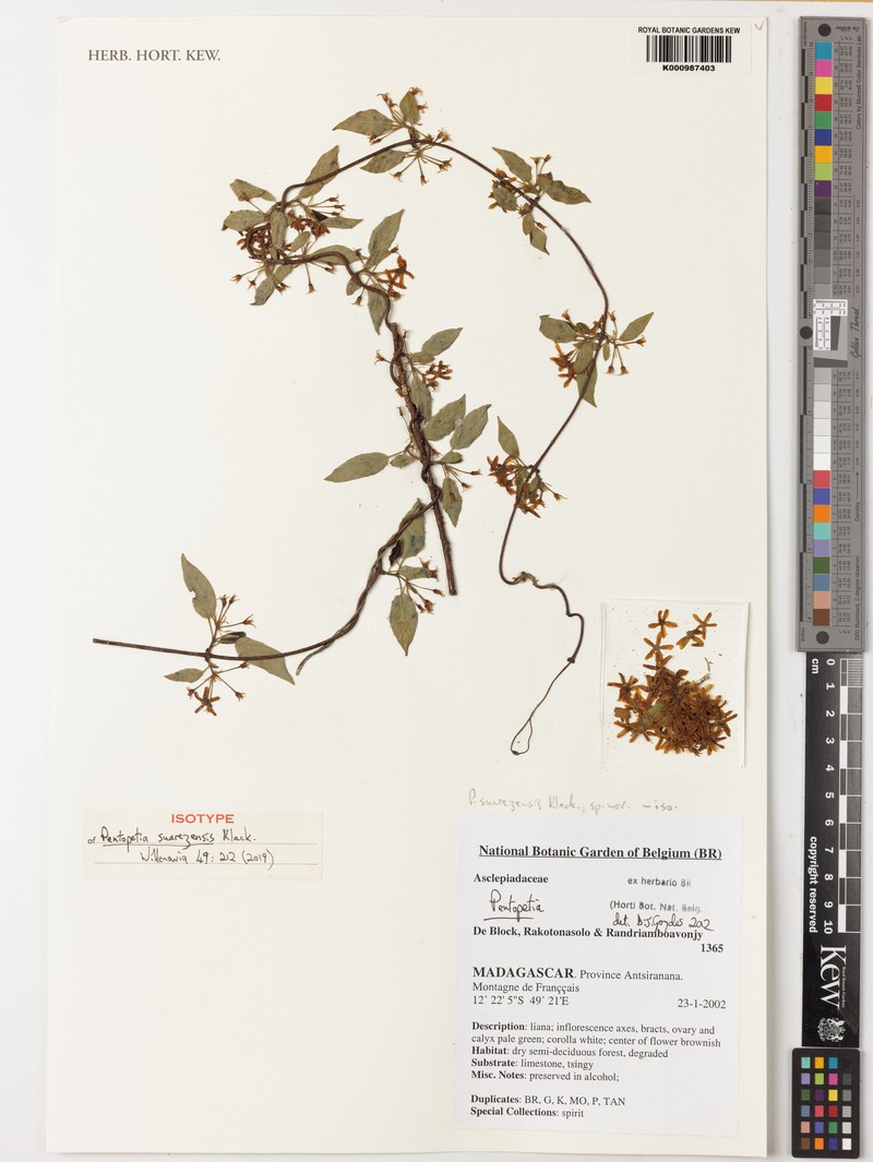 Pentopetia suarezensis photo 4