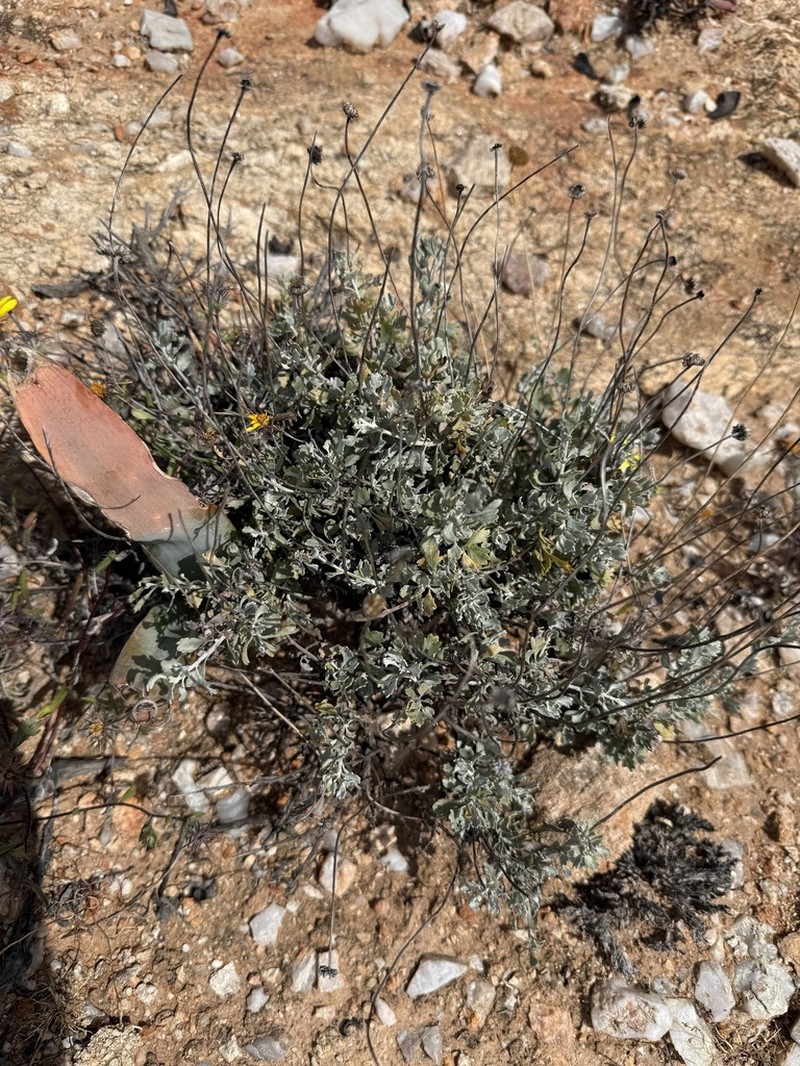 Pentzia argentea