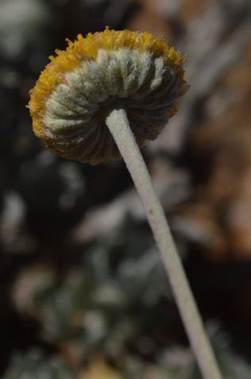 Pentzia argentea photo 2
