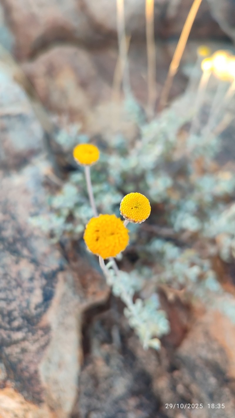 Pentzia argentea photo 3