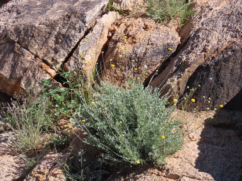 Pentzia argentea photo 4