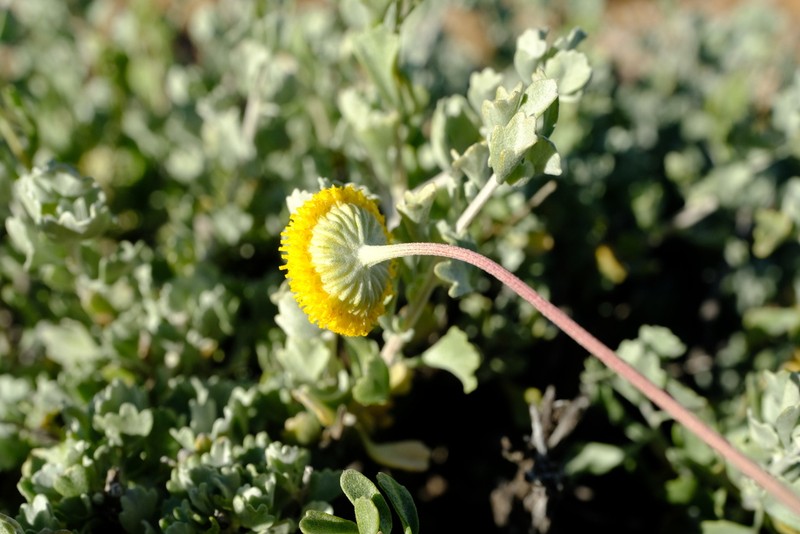 Pentzia argentea photo 5