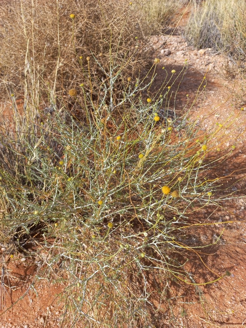 Pentzia argentea photo 7