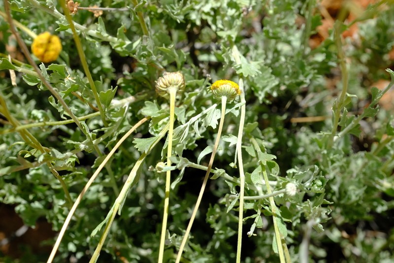 Pentzia argentea photo 8