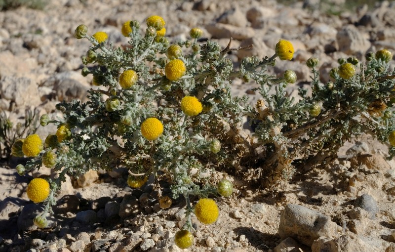 Pentzia calcarea