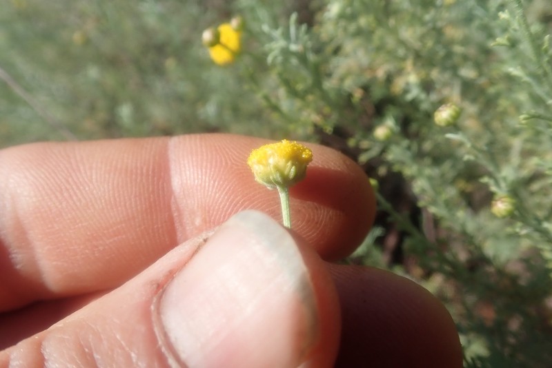 Pentzia calcarea photo 2