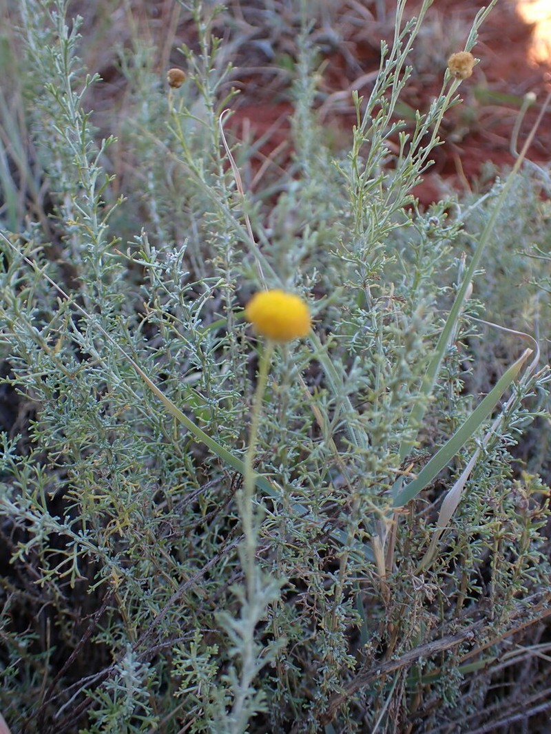 Pentzia calcarea photo 3