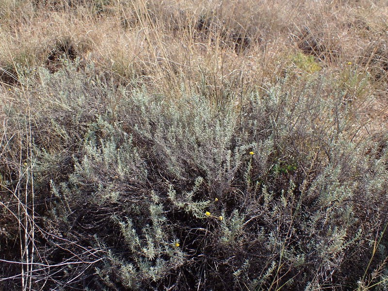 Pentzia calcarea photo 4
