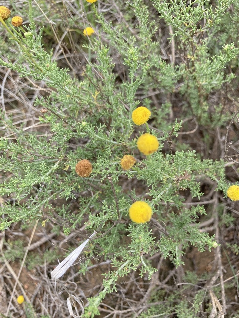 Pentzia calcarea photo 5