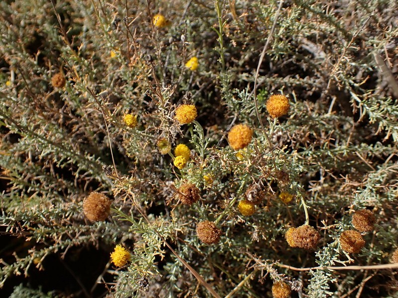 Pentzia calcarea photo 6