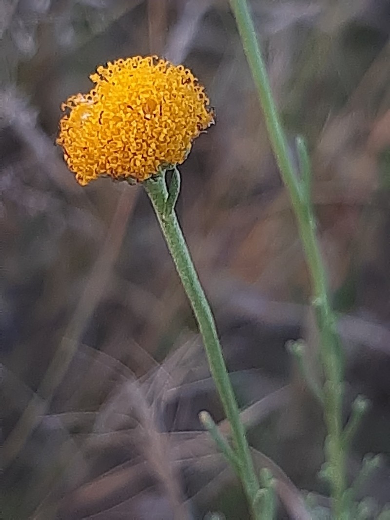 Pentzia calcarea photo 7
