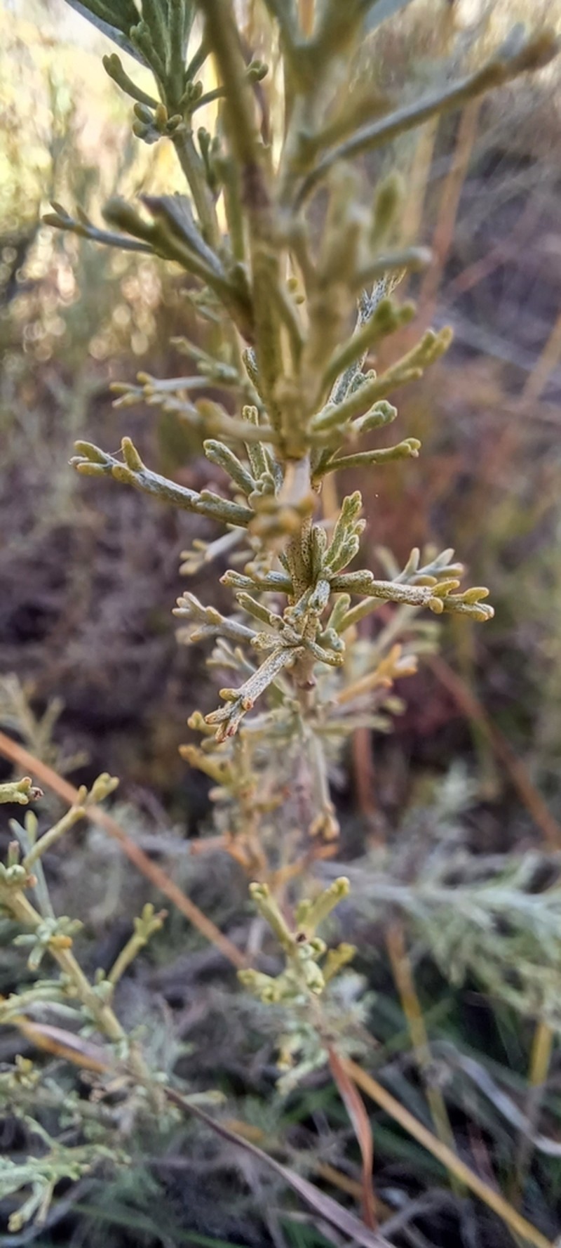 Pentzia calcarea photo 8