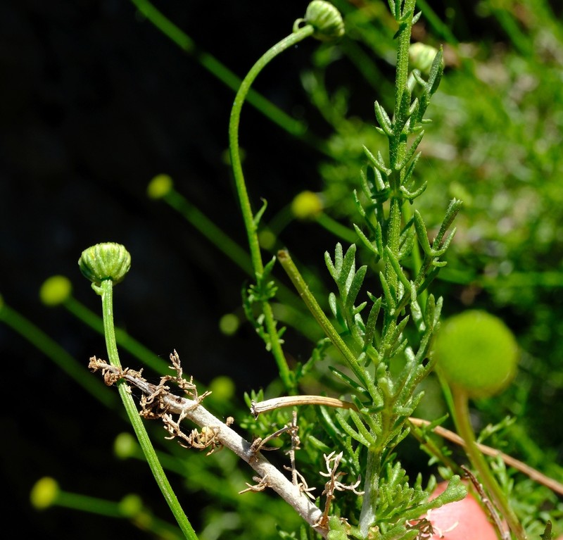 Pentzia calva photo 2