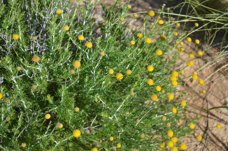 Pentzia calva photo 3