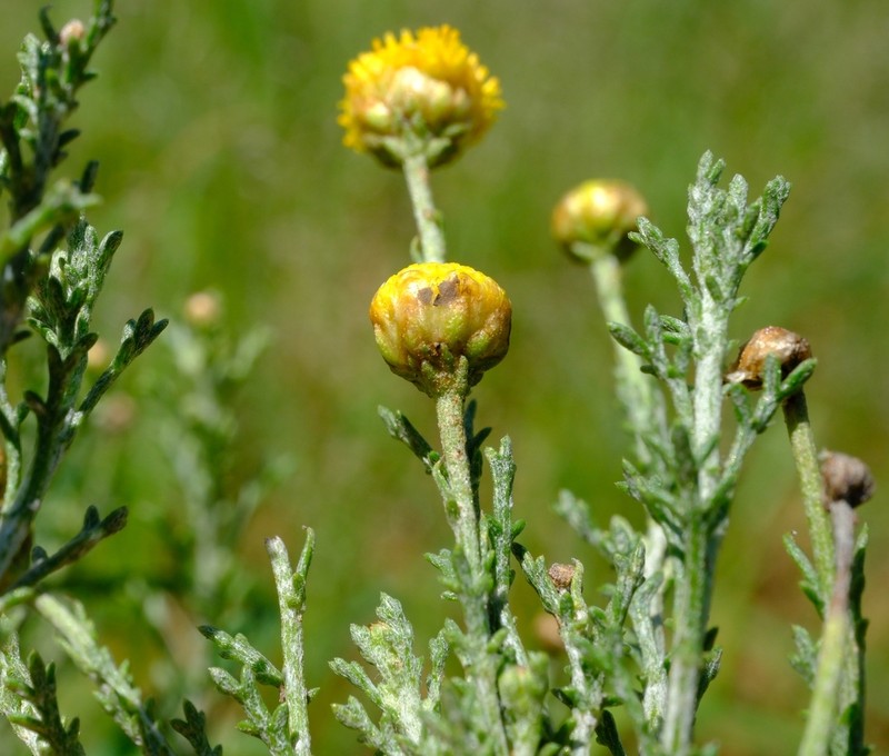 Pentzia calva photo 5