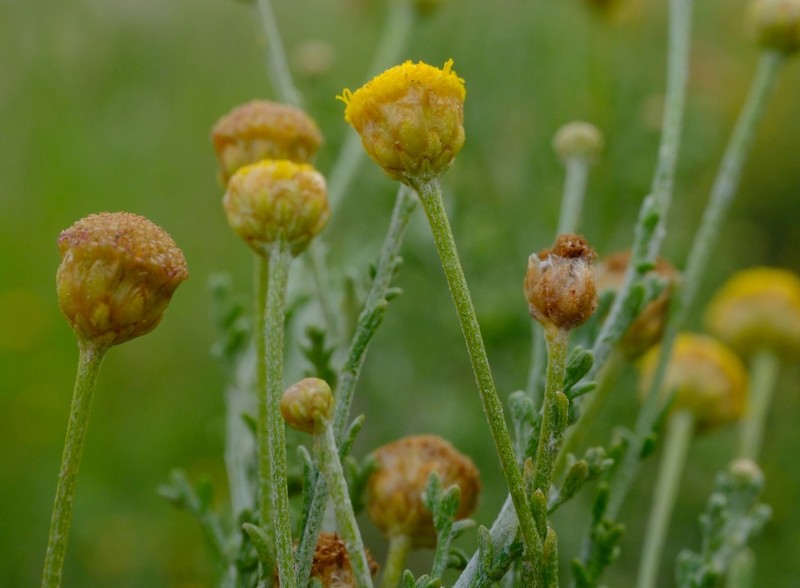 Pentzia calva photo 6