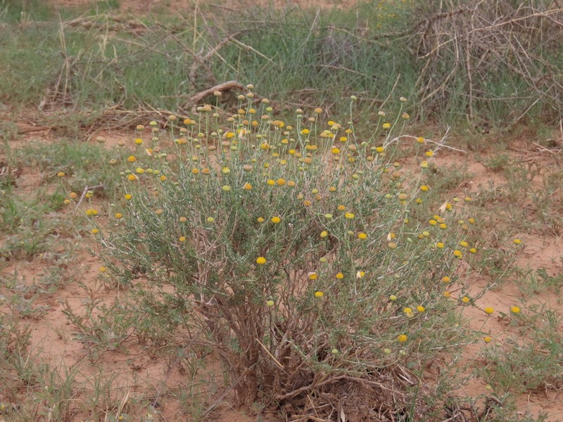 Pentzia calva photo 7