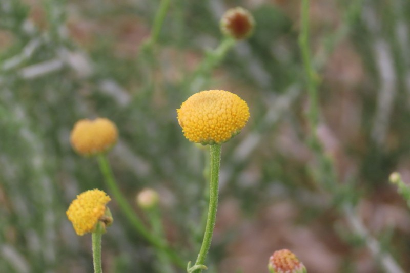 Pentzia calva photo 8