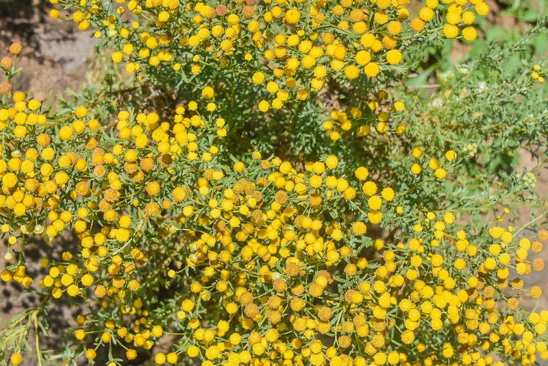 Pentzia cooperi photo 2