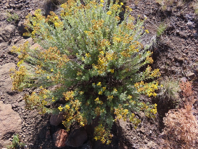 Pentzia cooperi photo 3