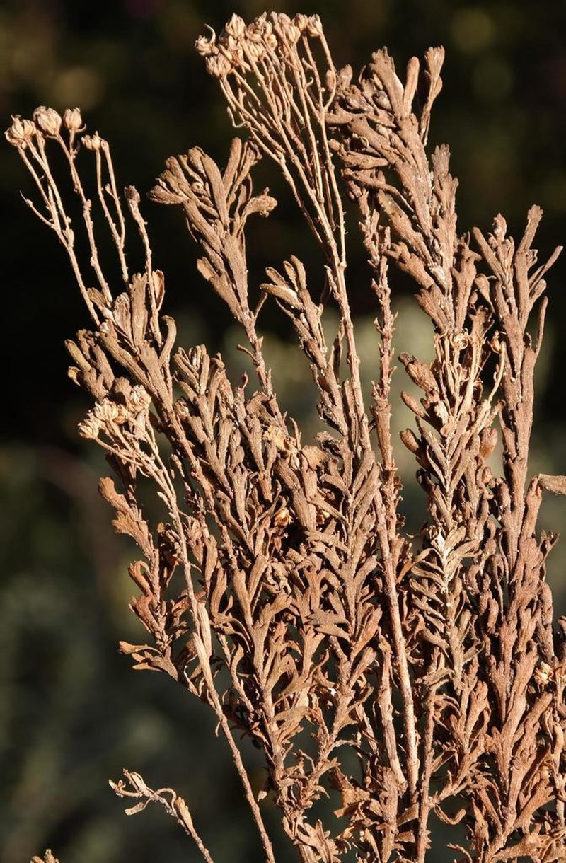 Pentzia cooperi photo 4