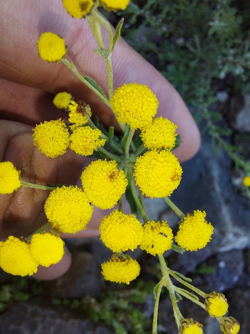 Pentzia cooperi photo 5
