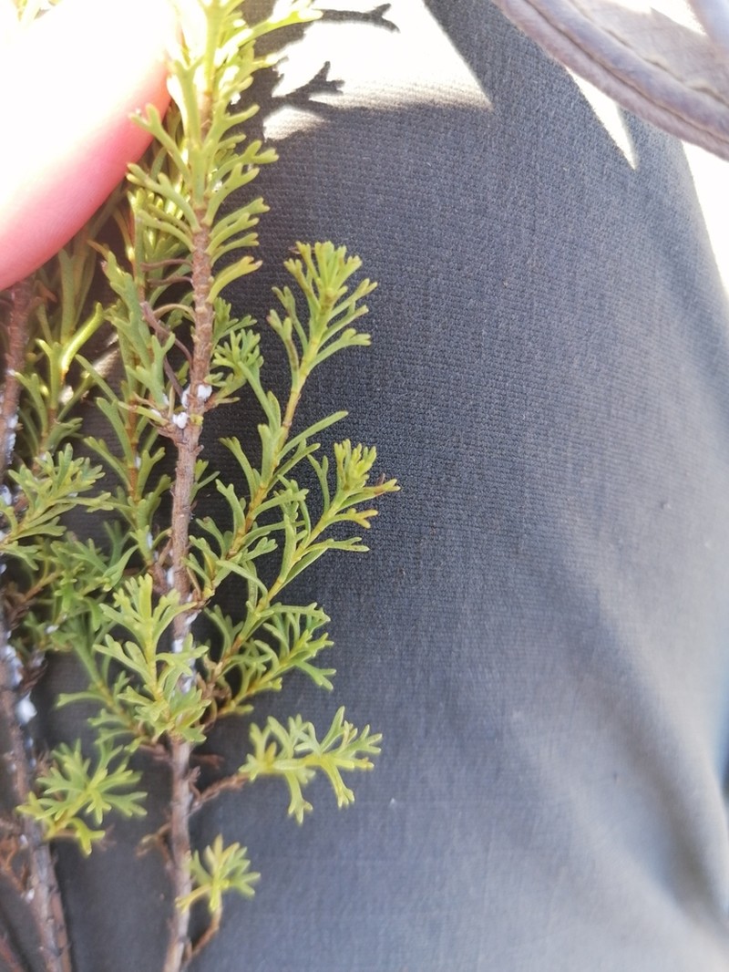 Pentzia cooperi photo 6