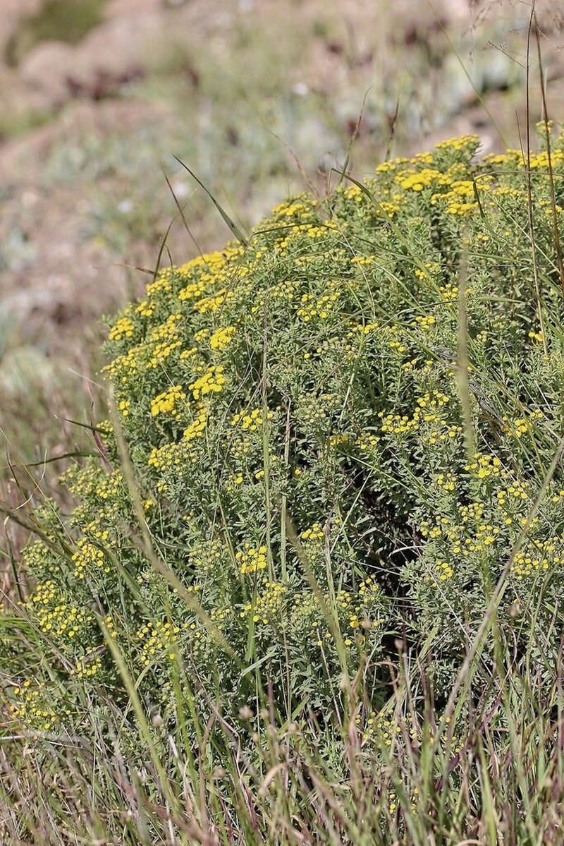 Pentzia cooperi photo 7