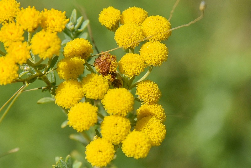 Pentzia cooperi photo 8