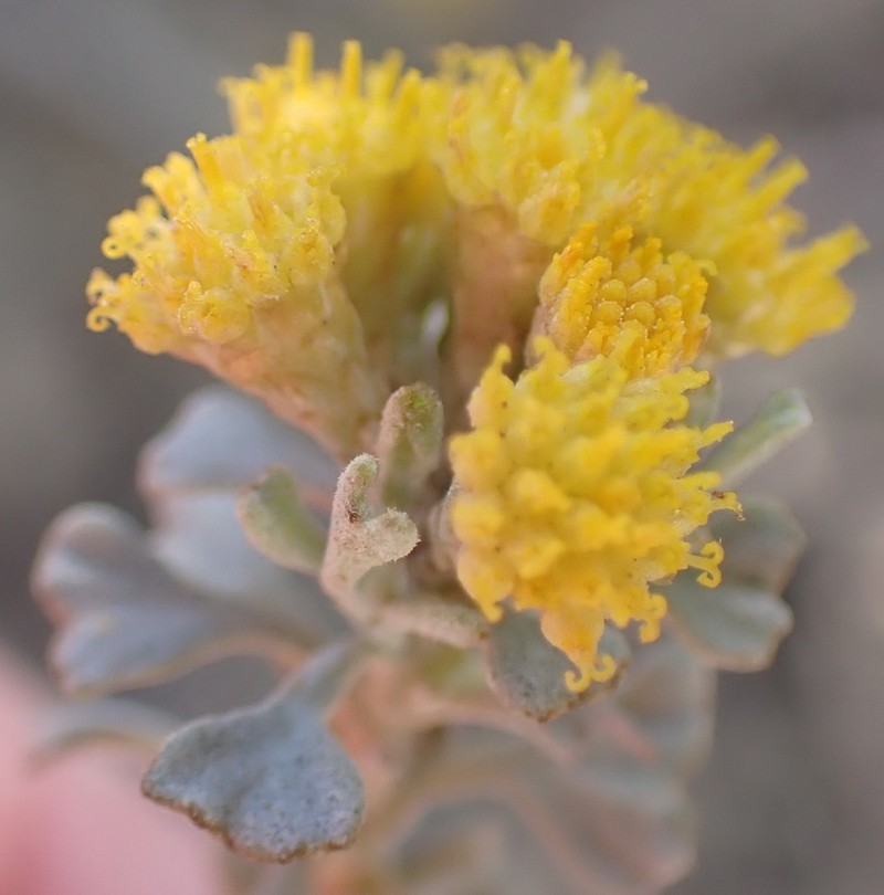 Pentzia dentata