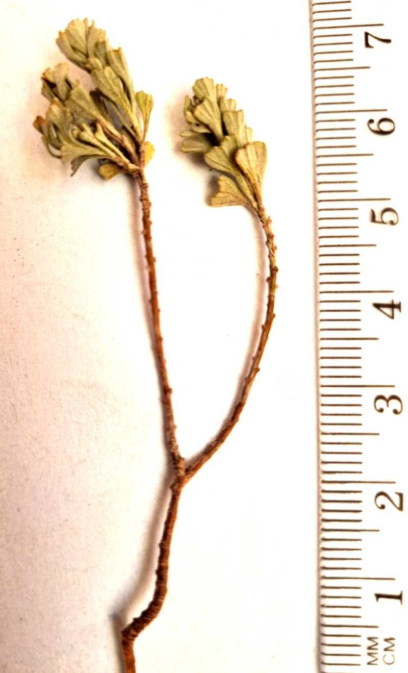 Pentzia dentata photo 3
