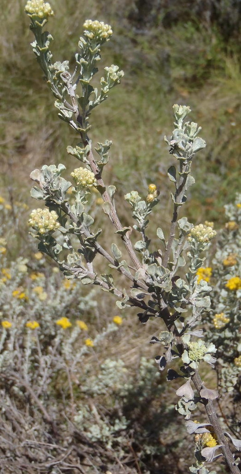 Pentzia dentata photo 4
