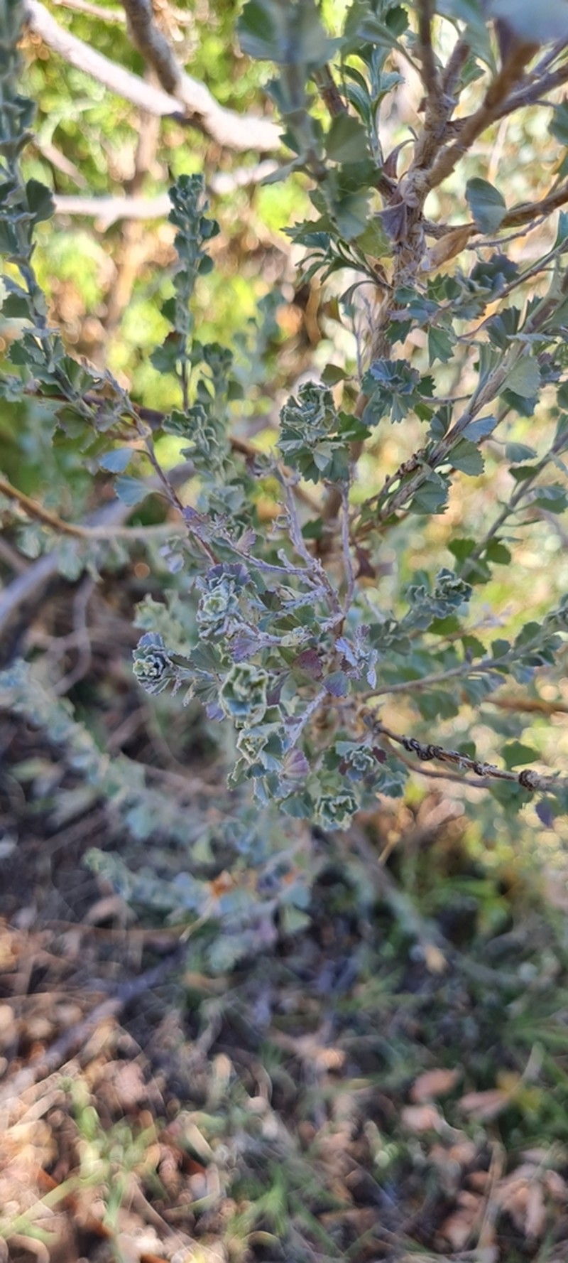 Pentzia dentata photo 7