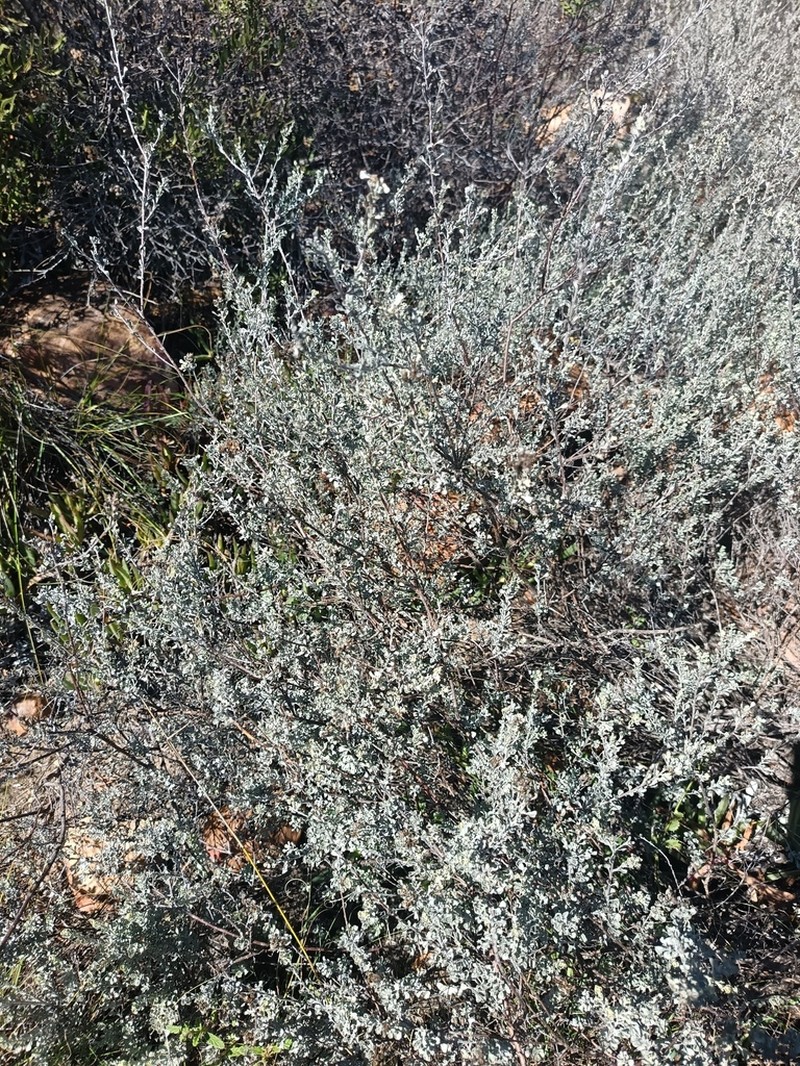 Pentzia dentata photo 8