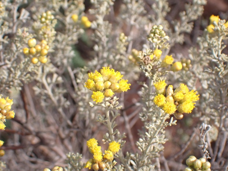 Pentzia elegans
