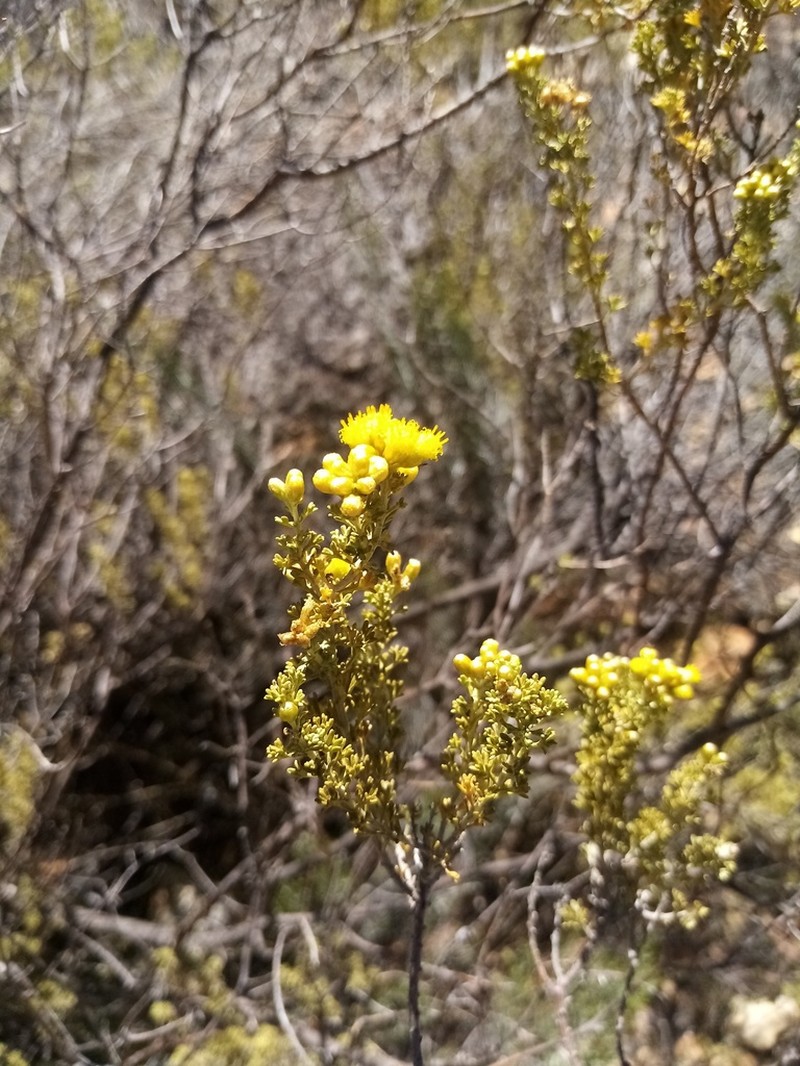 Pentzia elegans photo 2