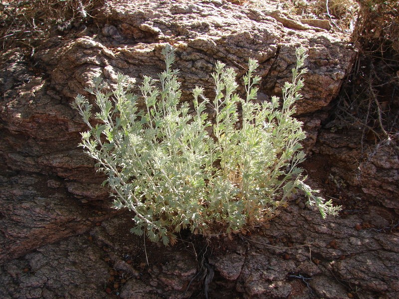 Pentzia elegans photo 4