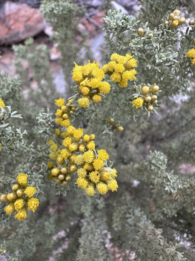 Pentzia elegans photo 7