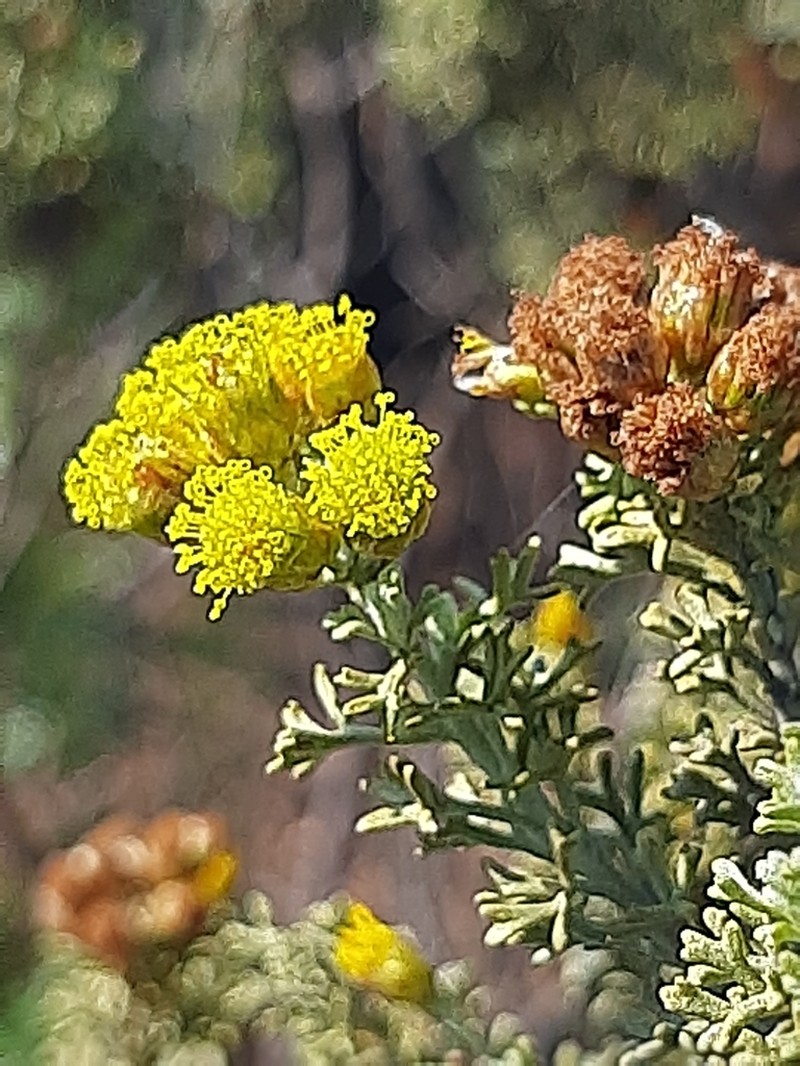 Pentzia elegans photo 8