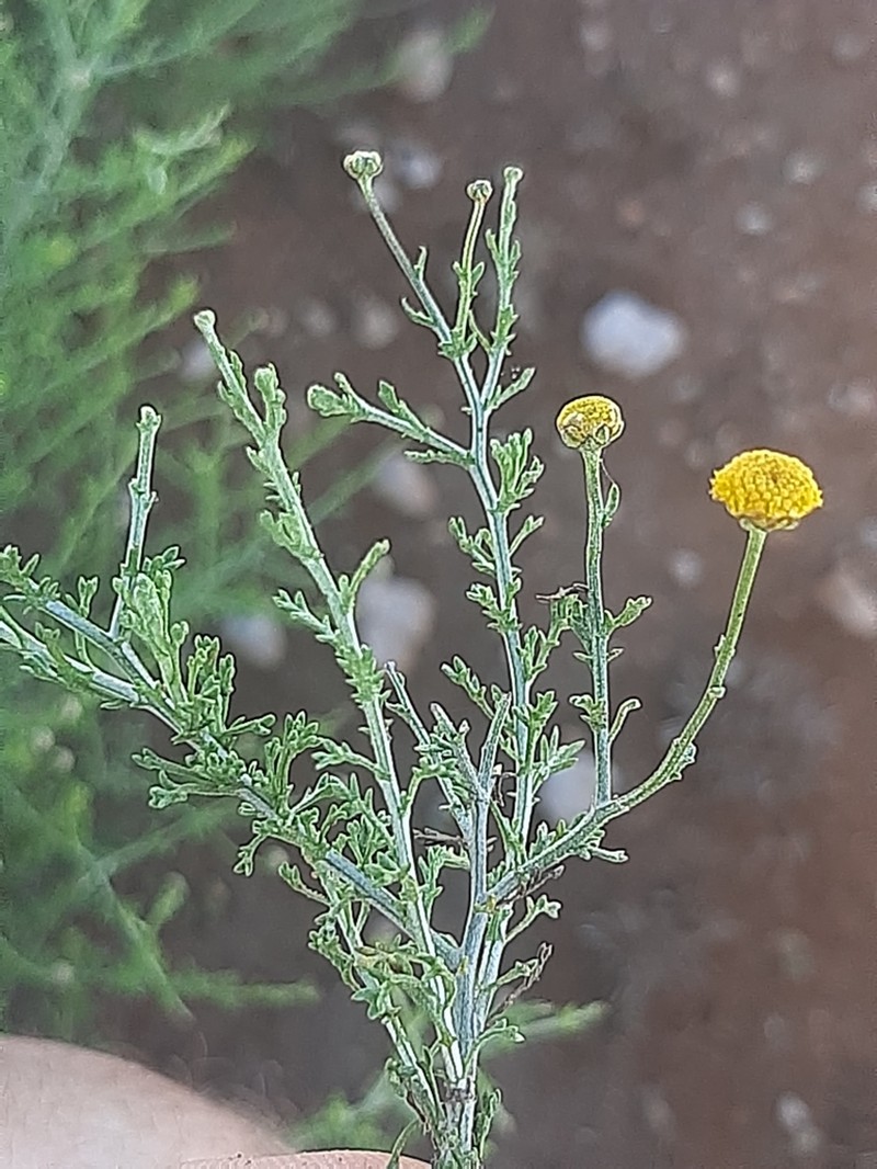 Pentzia globosa photo 2