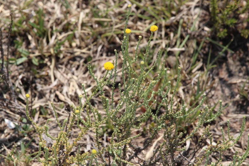 Pentzia globosa photo 3