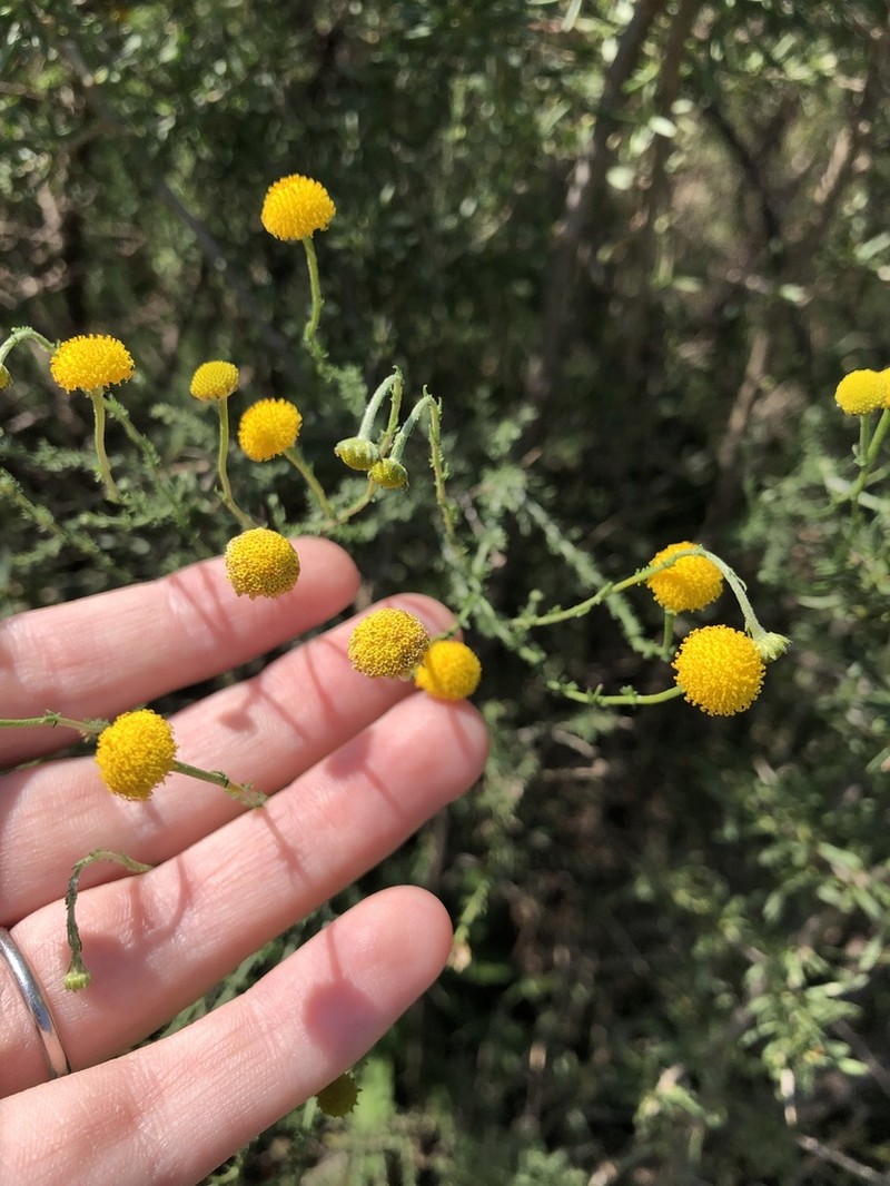 Pentzia globosa photo 4