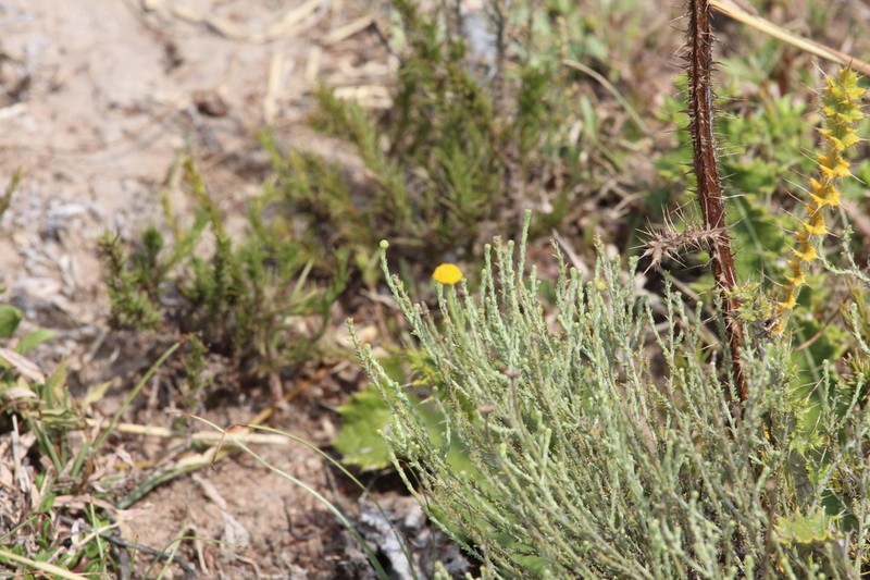 Pentzia globosa photo 5