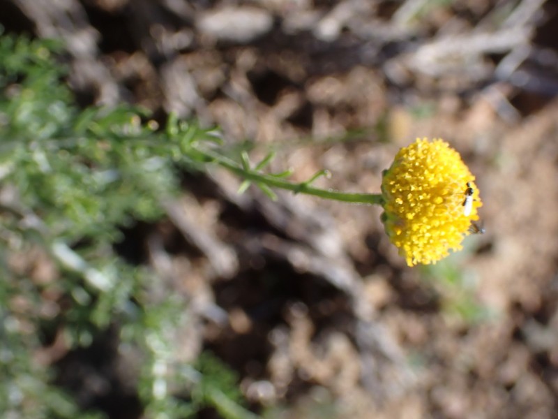 Pentzia globosa photo 7