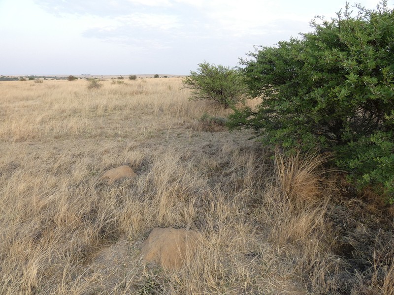Pentzia globosa photo 8