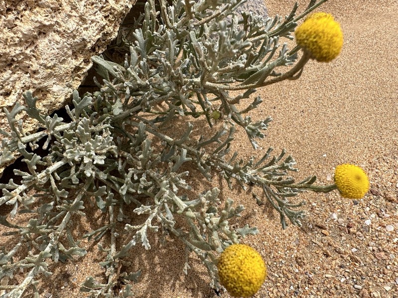 Pentzia hesperidum