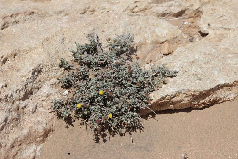 Pentzia hesperidum photo 2