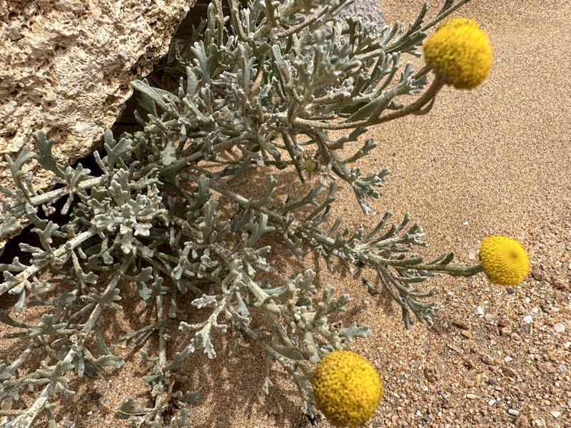 Pentzia hesperidum photo 3