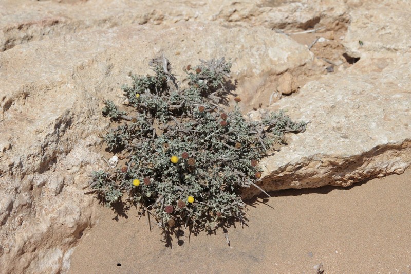 Pentzia hesperidum photo 4